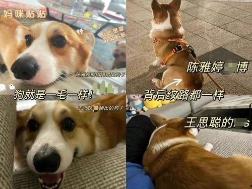 狗崽直播爆料汪小菲视频,独家爆料引热议 第1张 狗崽直播爆料汪小菲视频,独家爆料引热议 第1张